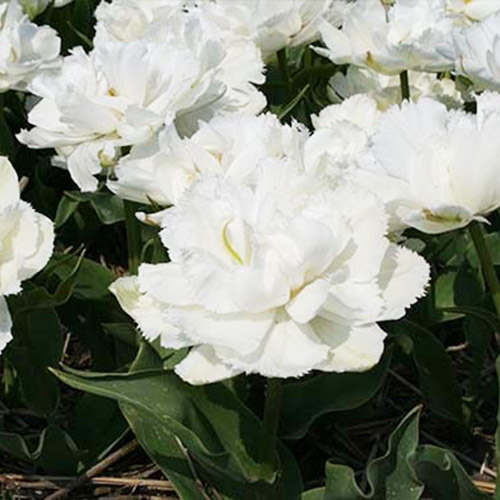 Tulip Grobina - for Sale Tulip Grobina