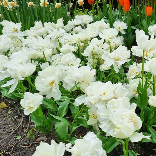 Tulip Grobina - for Sale Tulip Grobina