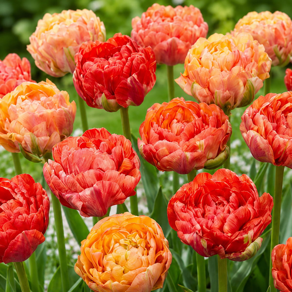Tulipe Gudoshnik Double - for Sale Tulipe Gudoshnik Double
