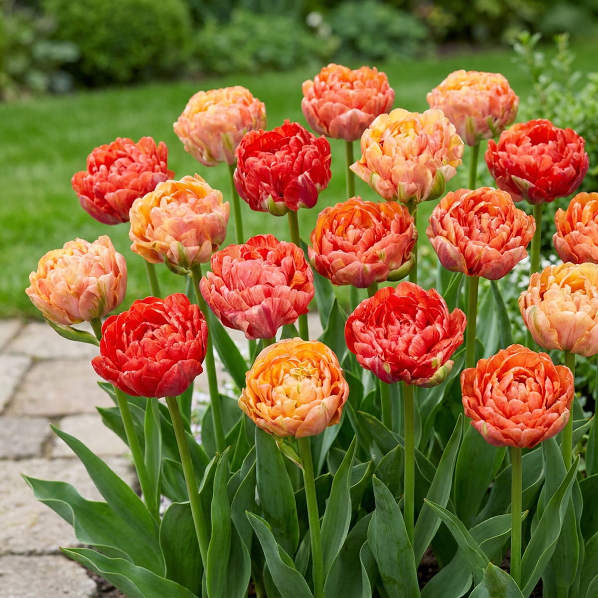 Tulipe Gudoshnik Double - for Sale Tulipe Gudoshnik Double