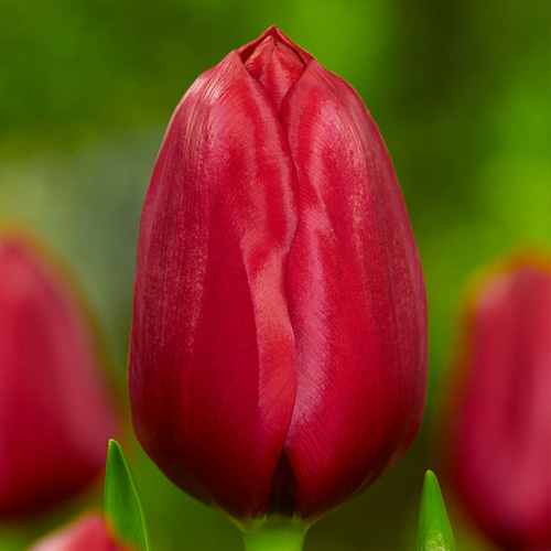 Tulip Gypsy Eyes - for Sale Tulip Gypsy Eyes
