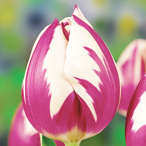 Tulipe Happy Feet - for Sale Tulipe Happy Feet
