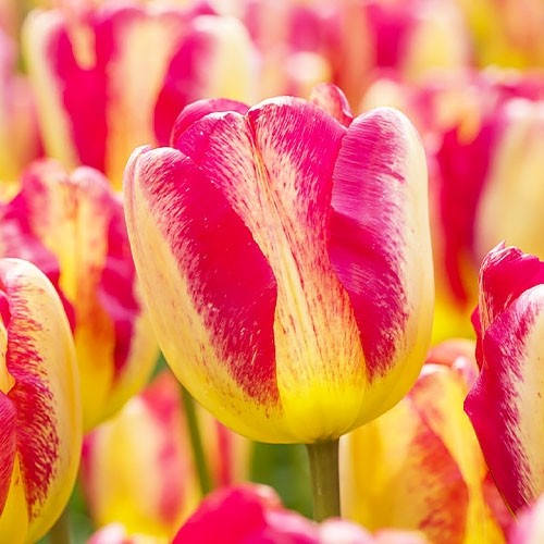 Tulip Headline - for Sale Tulip Headline