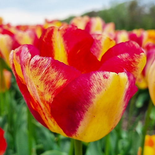 Tulip Headline - for Sale Tulip Headline