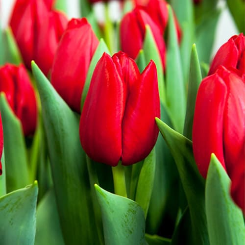 Tulip Heartbreaker - for Sale Tulip Heartbreaker