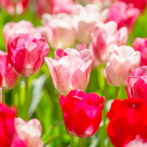 Tulip Hemisphere - for Sale Tulip Hemisphere
