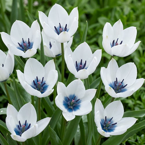 Tulip Humilis Alba Coerulea Oculata - for Sale Tulip Humilis Alba Coerulea Oculata