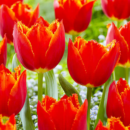 Tulip I to Holland - for Sale Tulip I to Holland