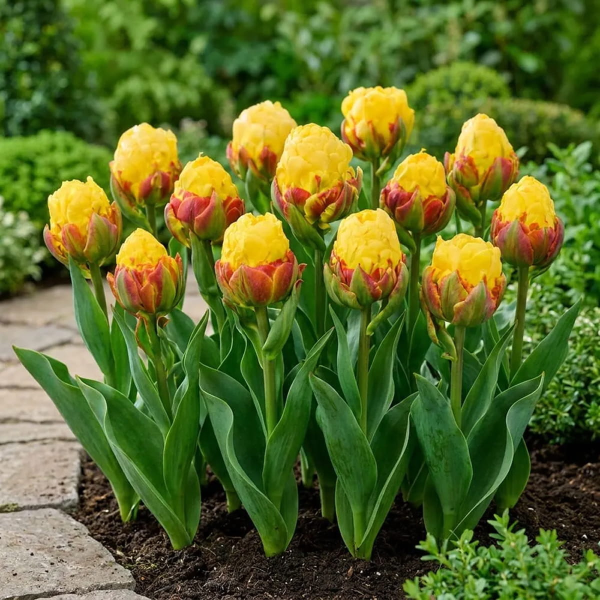 Tulip Ice Cream Lemon - for Sale Tulip Ice Cream Lemon