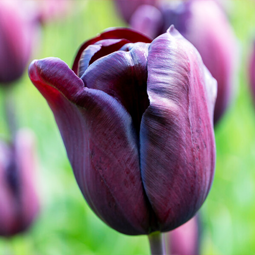 Tulip Indeland - for Sale Tulip Indeland
