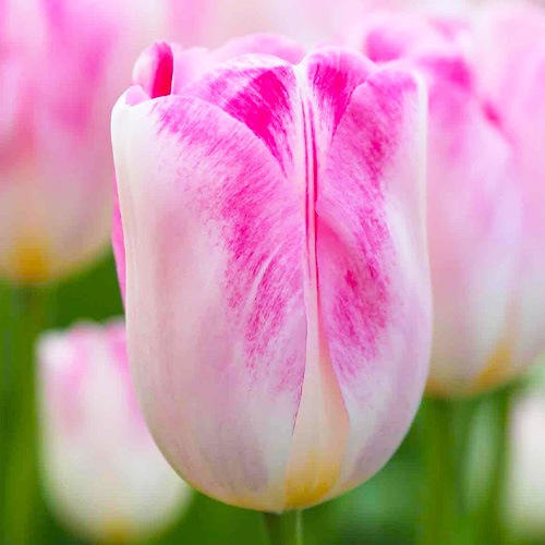 Tulip Infiniti - for Sale Tulip Infiniti