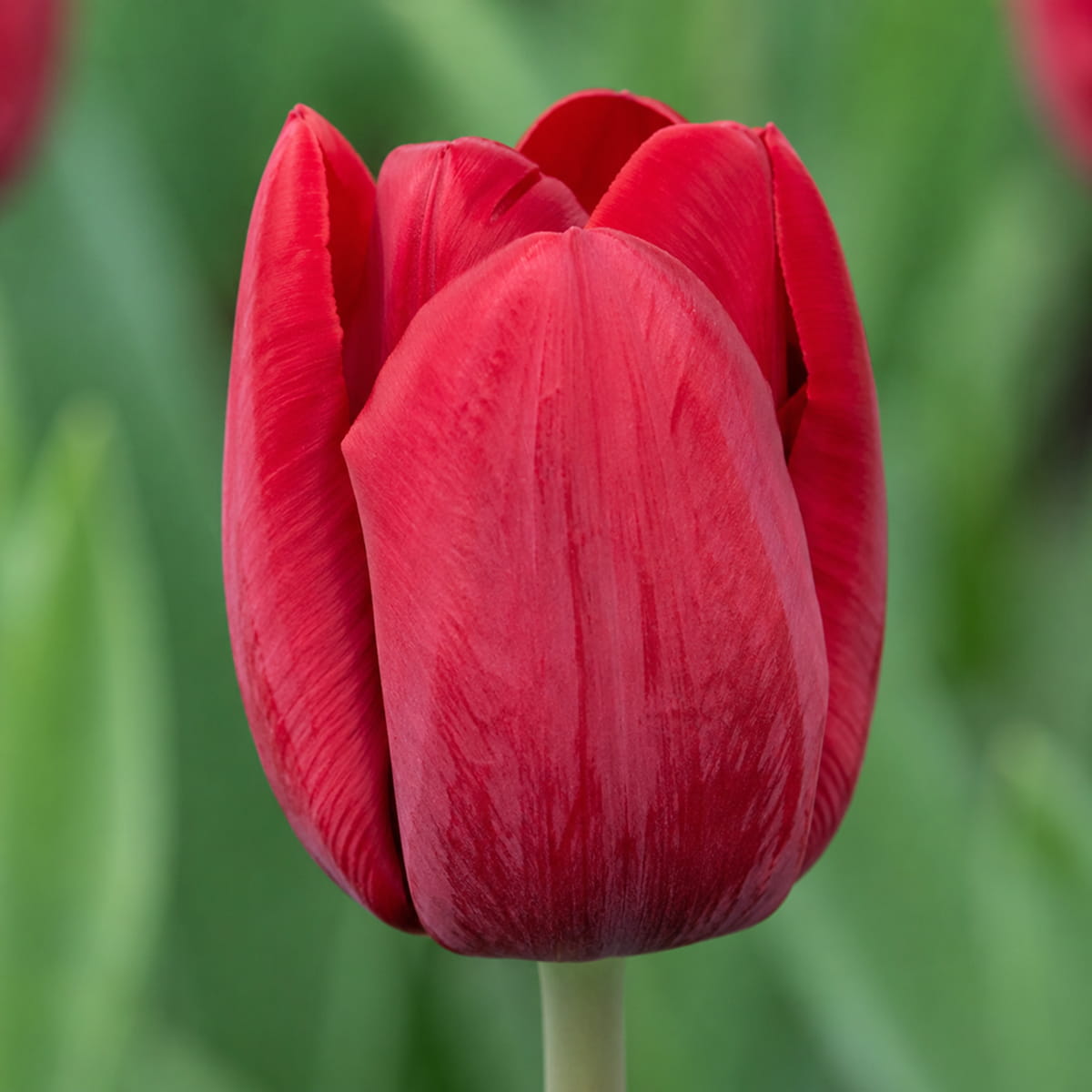 Tulip Invader - for Sale Tulip Invader