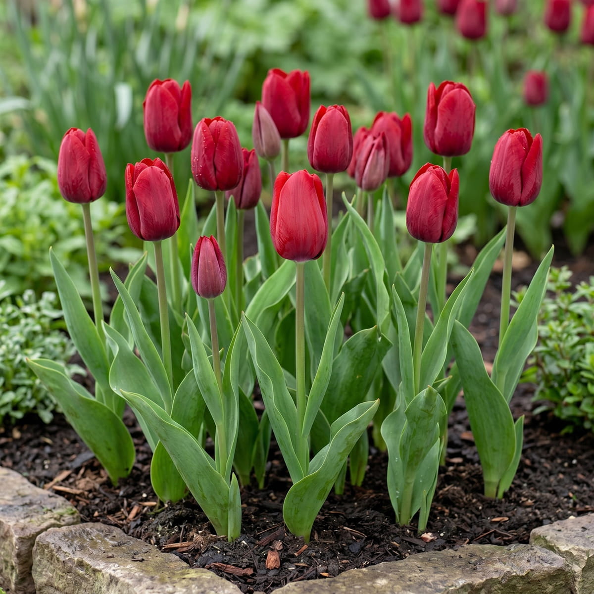 Tulip Invader - for Sale Tulip Invader