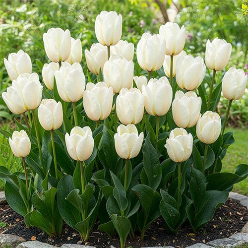 Tulppaani Ivory Proud - for Sale Tulppaani Ivory Proud
