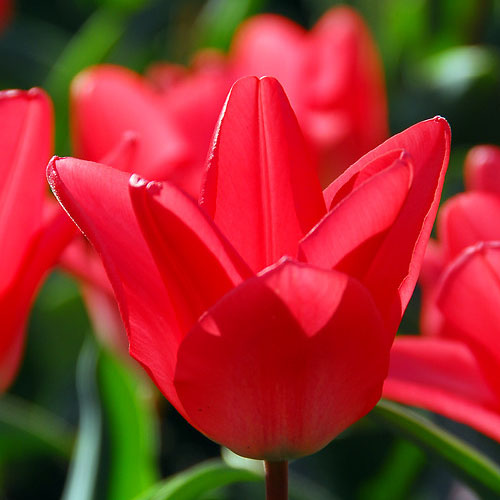 Tulip Joanne Woodward - for Sale Tulip Joanne Woodward
