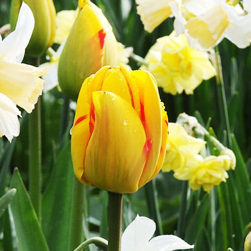 Tulp Juliette - for Sale Tulp Juliette