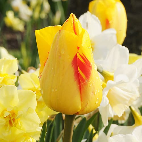 Tulp Juliette - for Sale Tulp Juliette