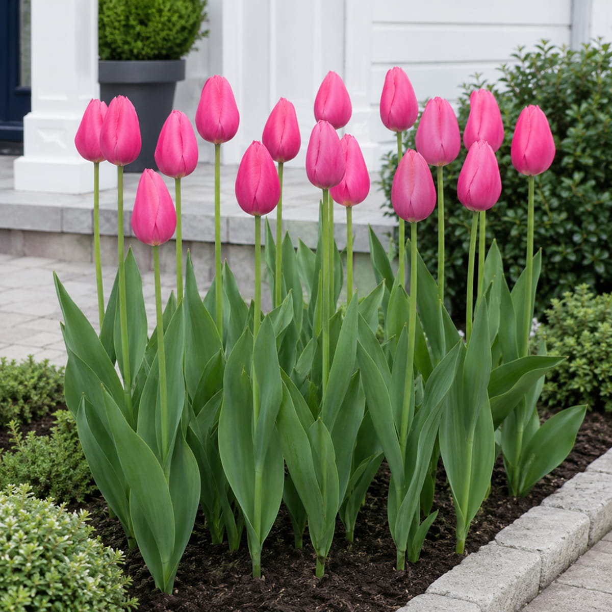 Tulip Jumbo Pink - for Sale Tulip Jumbo Pink