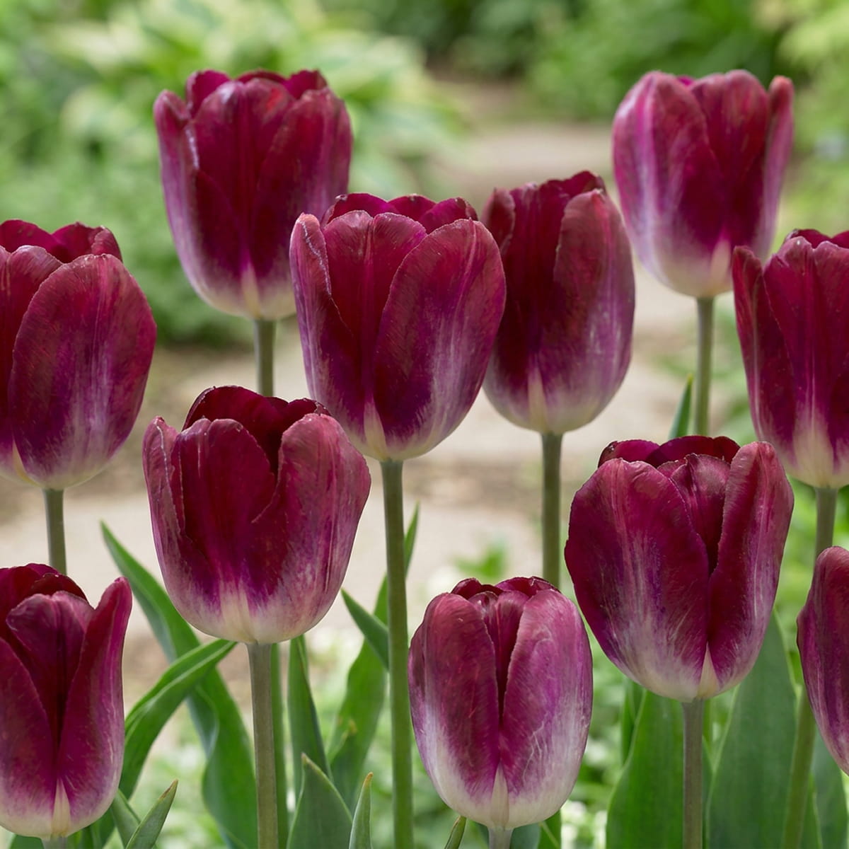 Tulipan Kansas Proud - for Sale Tulipan Kansas Proud