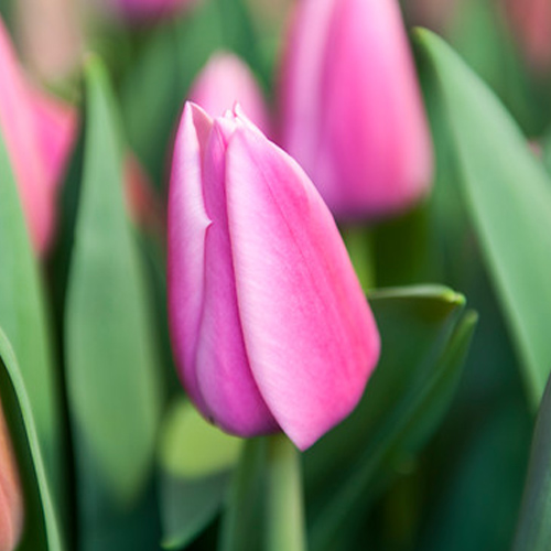 Tulp Kasia - for Sale Tulp Kasia