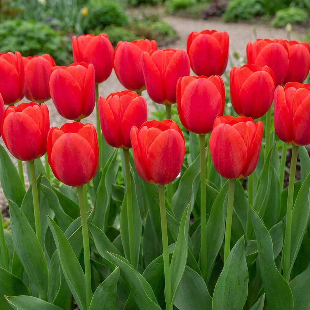 Tulipe Kay - for Sale Tulipe Kay