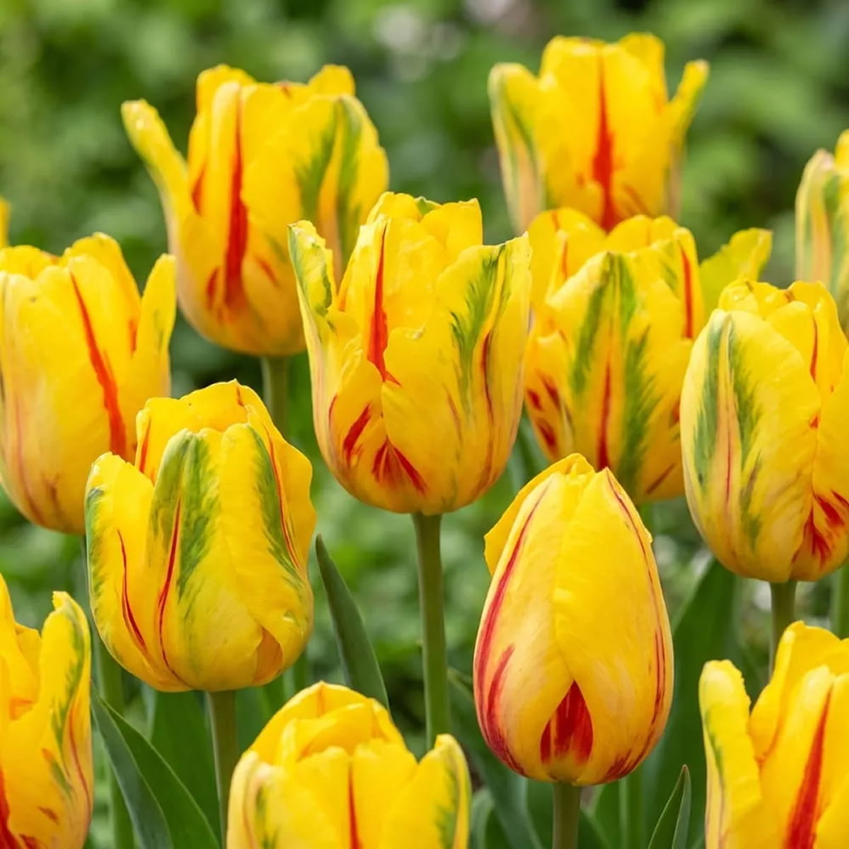 Tulip La Courtine Parrot - for Sale Tulip La Courtine Parrot