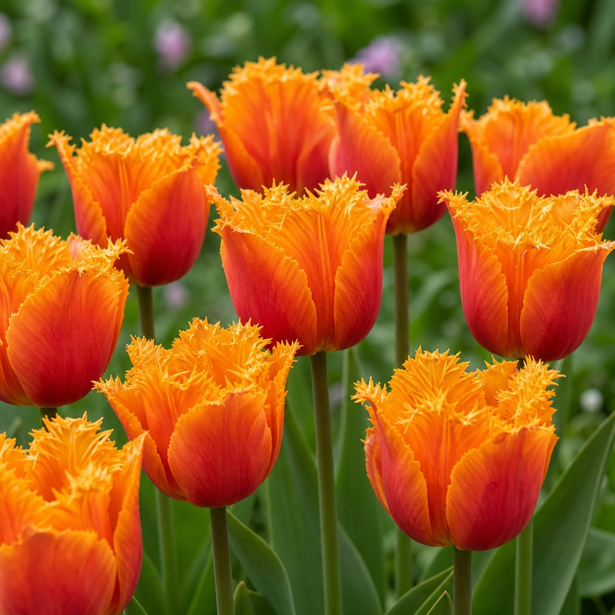 Tulip Lambada - for Sale Tulip Lambada