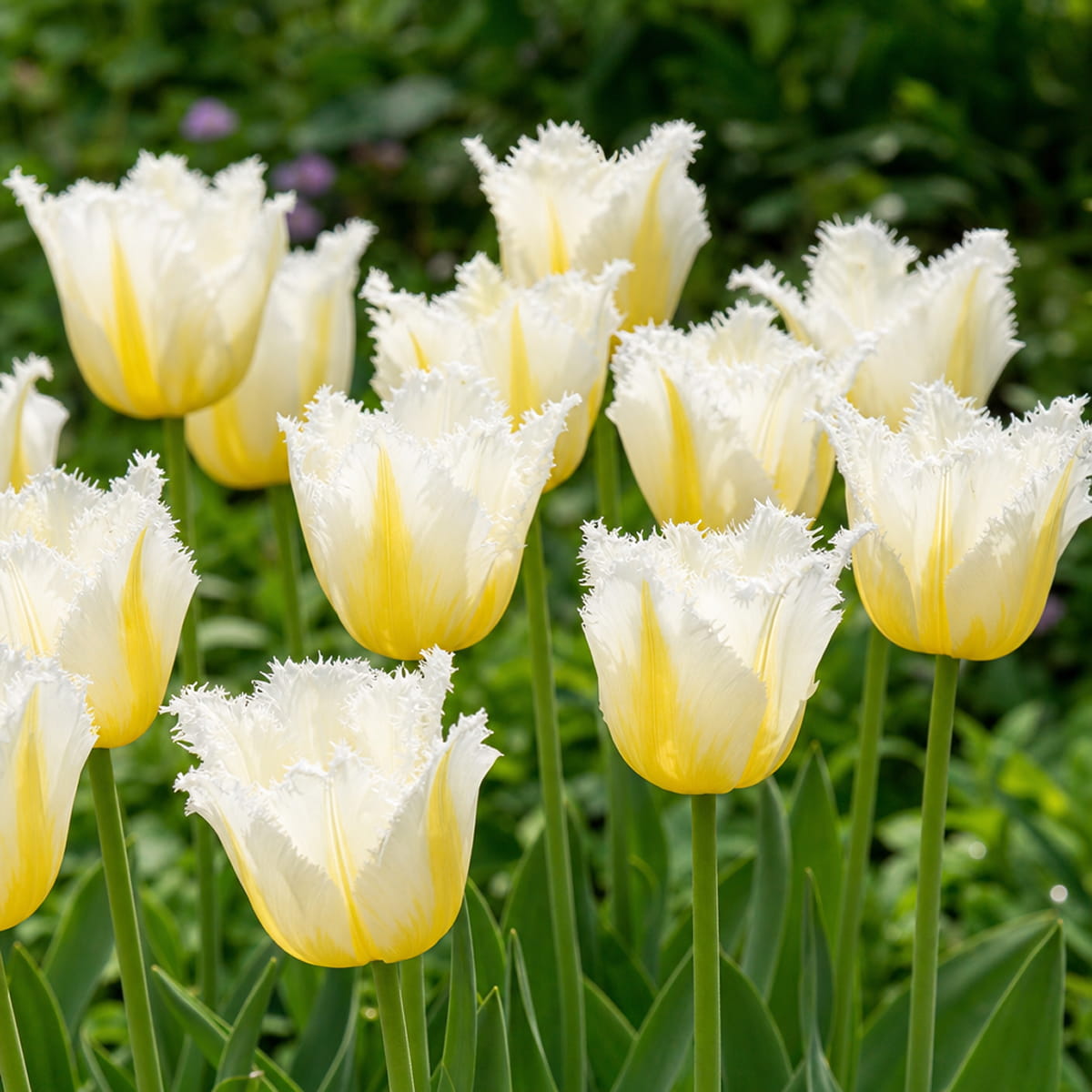Tulip Lemon Beauty - for Sale Tulip Lemon Beauty