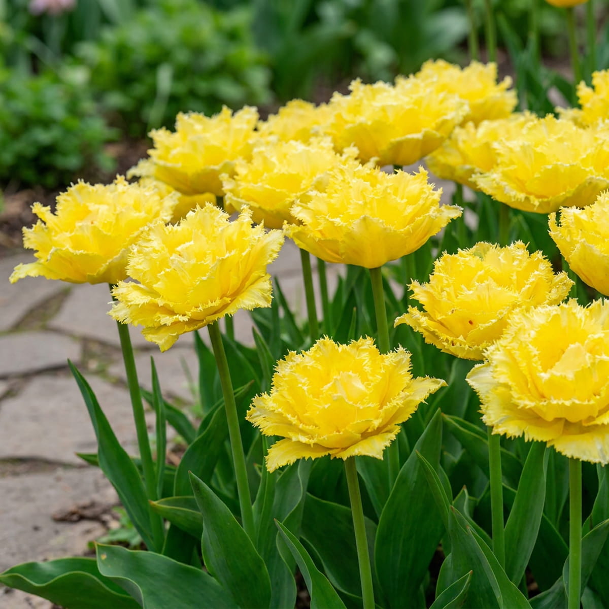 Tulip Lemon Shoot - for Sale Tulip Lemon Shoot