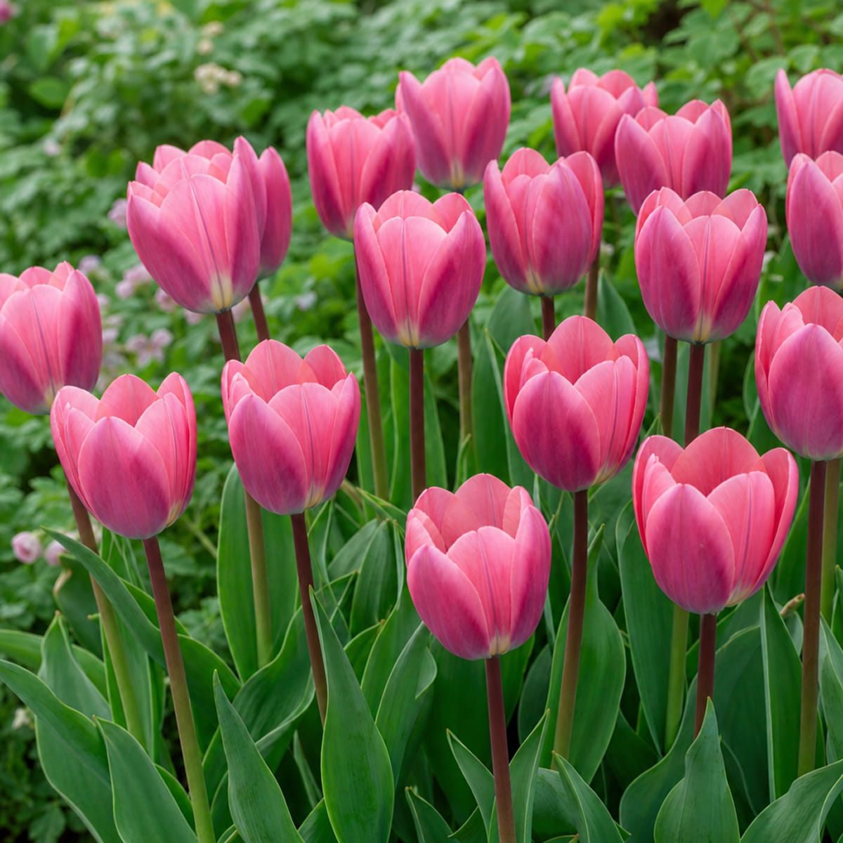 Tulip Light And Dreamy - for Sale Tulip Light And Dreamy