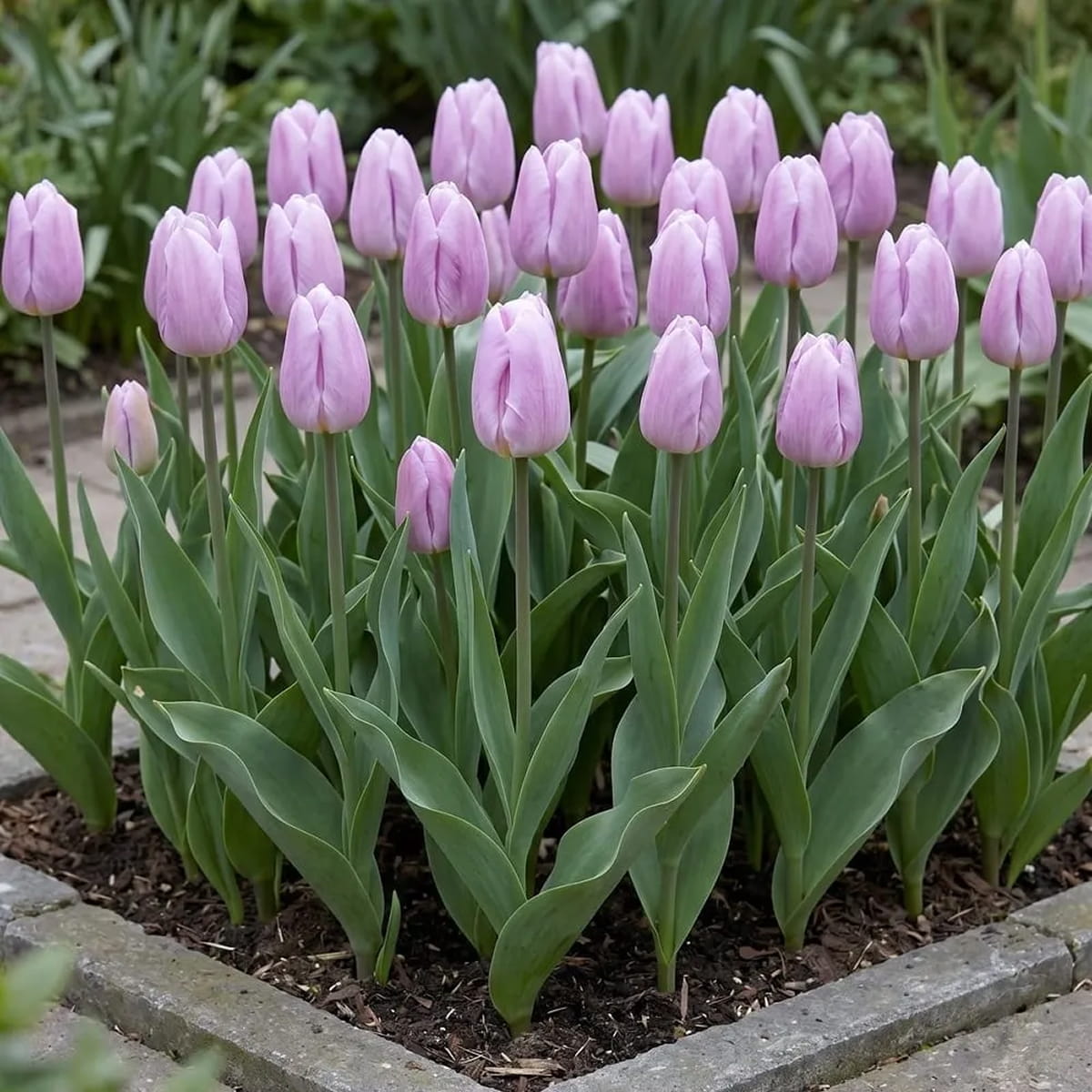 Tulip Light Pink Prince - for Sale Tulip Light Pink Prince