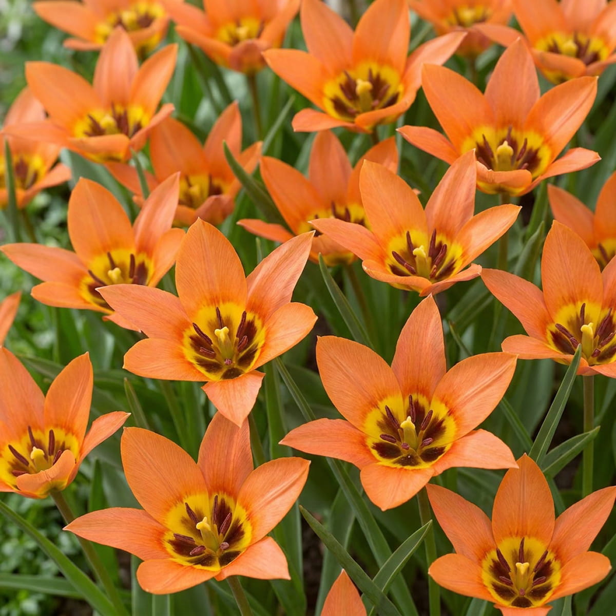 Tulip Little Princess - for Sale Tulip Little Princess