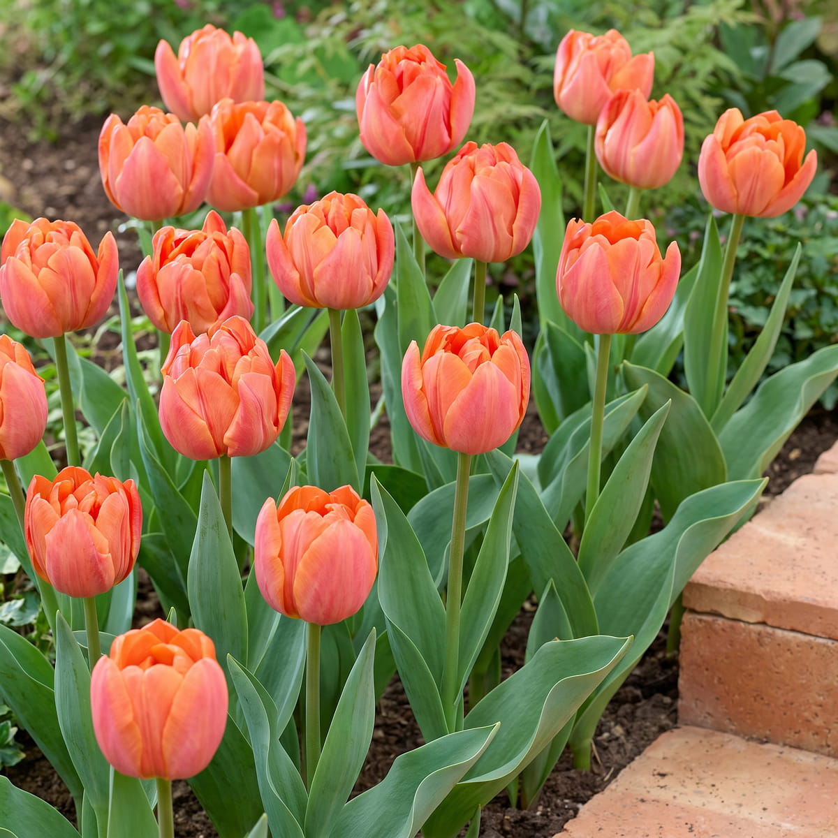 Tulip Lorenzo - for Sale Tulip Lorenzo