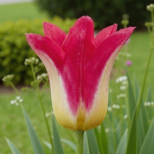 Tulipa Love Story - for Sale Tulipa Love Story