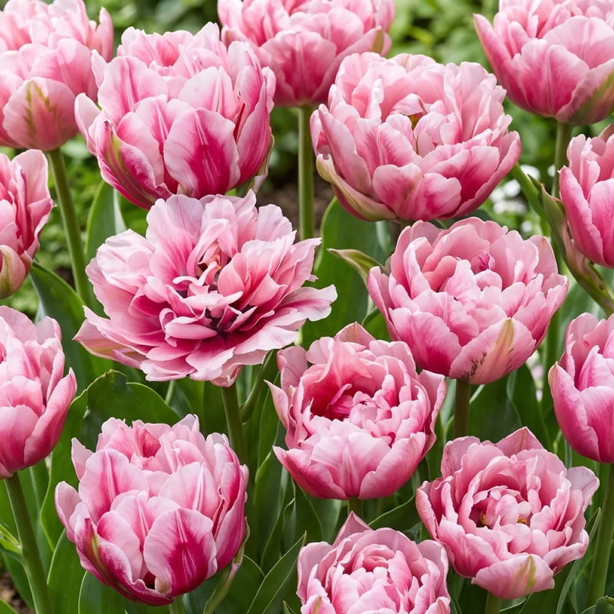 Tulip Love Whisper - for Sale Tulip Love Whisper