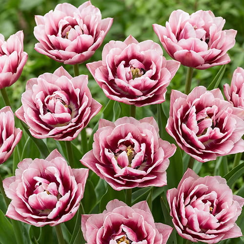 Tulip Magic Sensation - for Sale Tulip Magic Sensation