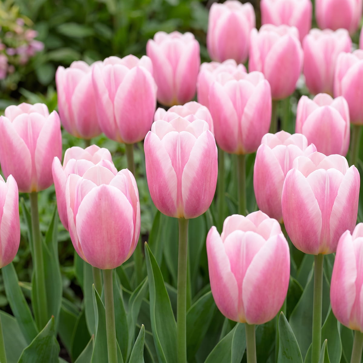 Tulip Mandys Choice - for Sale Tulip Mandys Choice