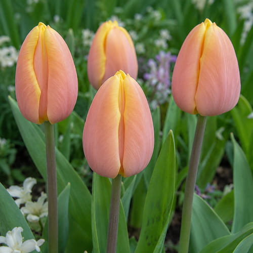 Tulip Mango Charm - for Sale Tulip Mango Charm