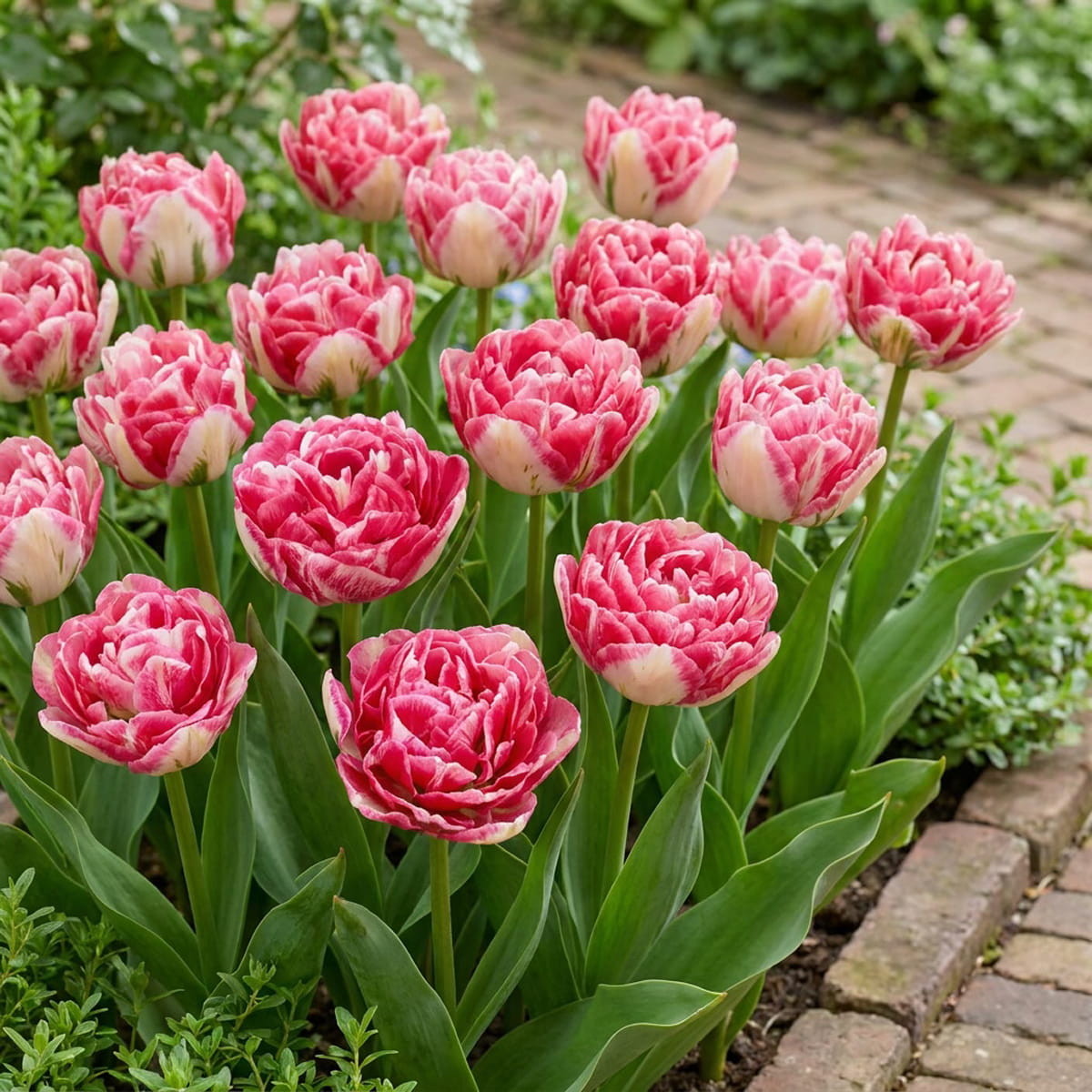 Tulip Marshmallow - for Sale Tulip Marshmallow