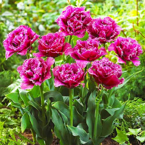 Tulip Mascotte - for Sale Tulip Mascotte
