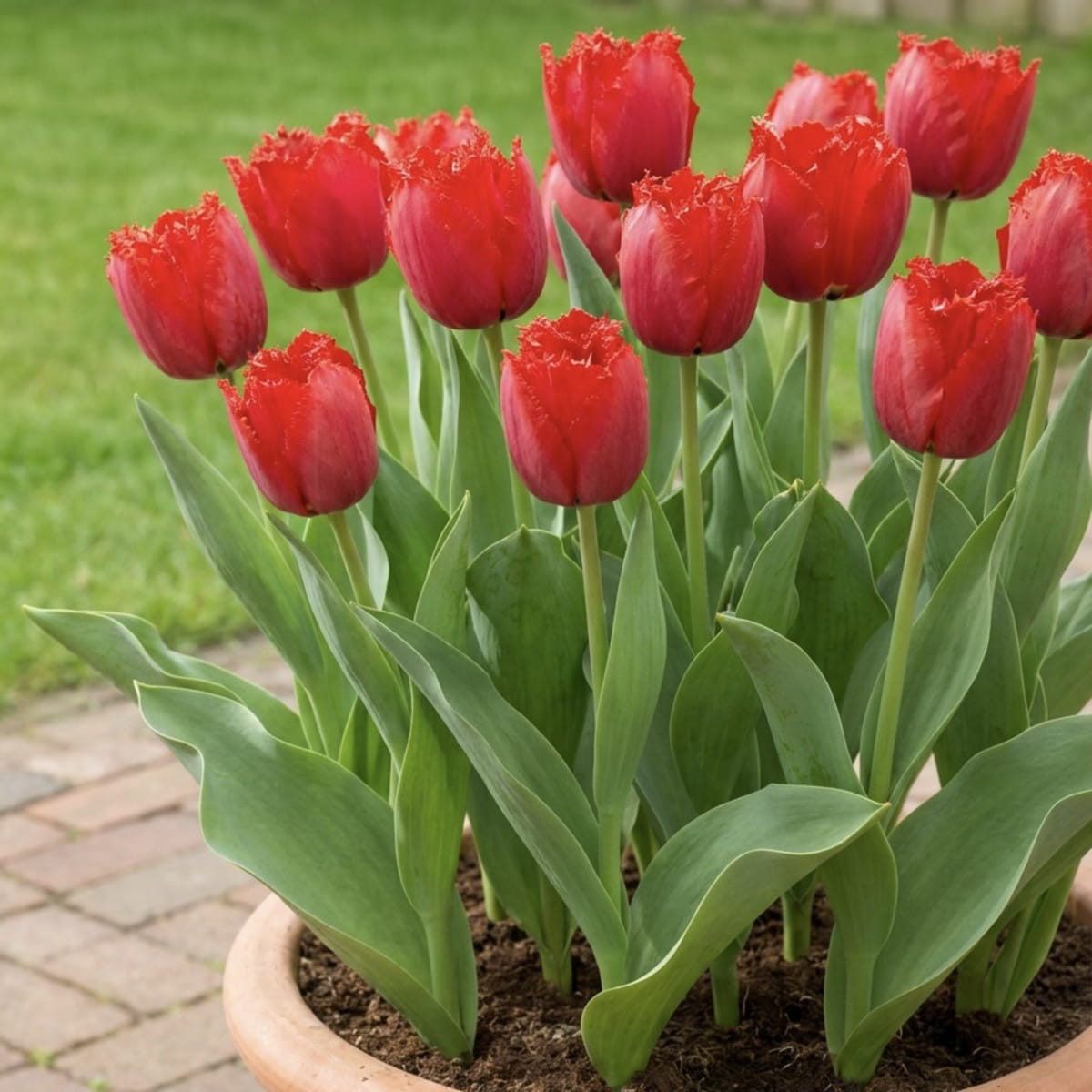 Tulip Masterpeace - for Sale Tulip Masterpeace