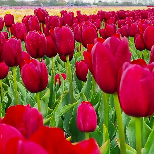 Tulip Merlot - for Sale Tulip Merlot