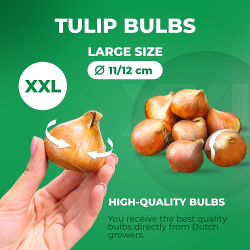 Tulip Stresa - for Sale Tulip Stresa