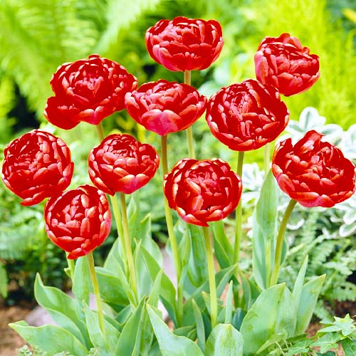 Tulip Miranda - for Sale Tulip Miranda