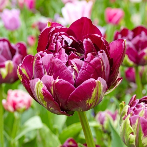 Tulpen Mistery Dream - for Sale Tulpen Mistery Dream