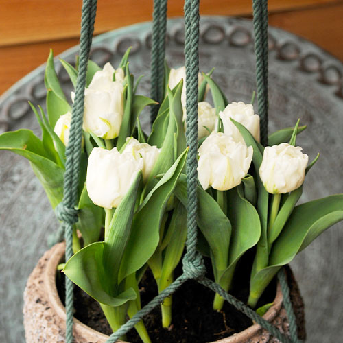 Tulp Mondial - for Sale Tulp Mondial