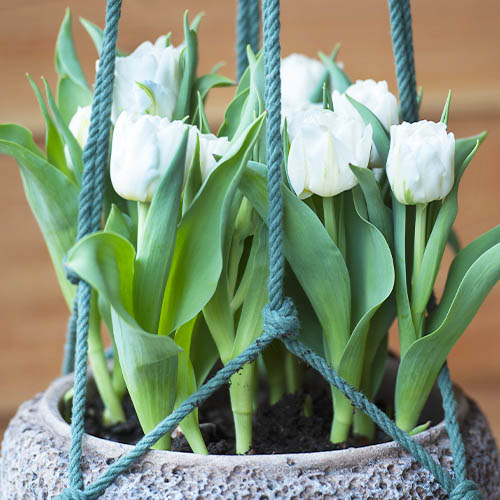 Tulp Mondial - for Sale Tulp Mondial