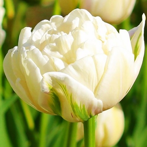 Tulip Mount Tacoma - for Sale Tulip Mount Tacoma