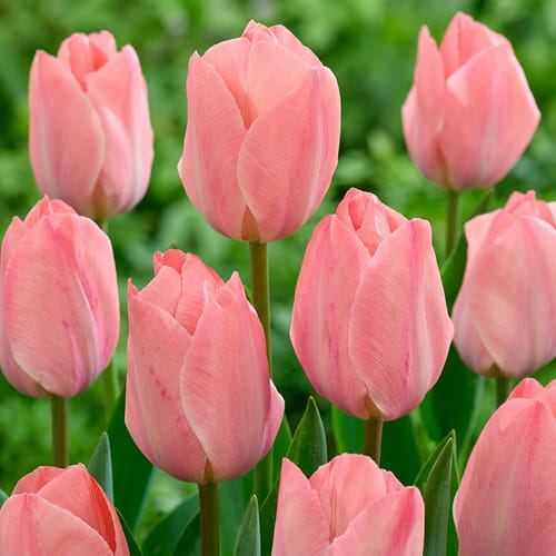 Tulip Mystic van Eijk - for Sale Tulip Mystic van Eijk