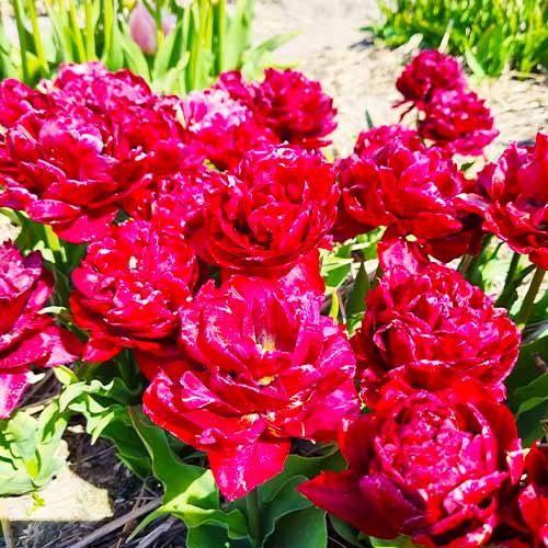 Tulip Nachtwacht - for Sale Tulip Nachtwacht